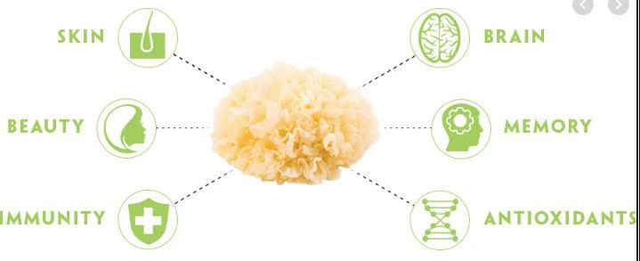 tremella fuciformis Benefits