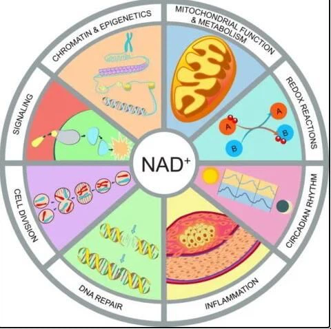 NMN Side Effects NMN Side Effects