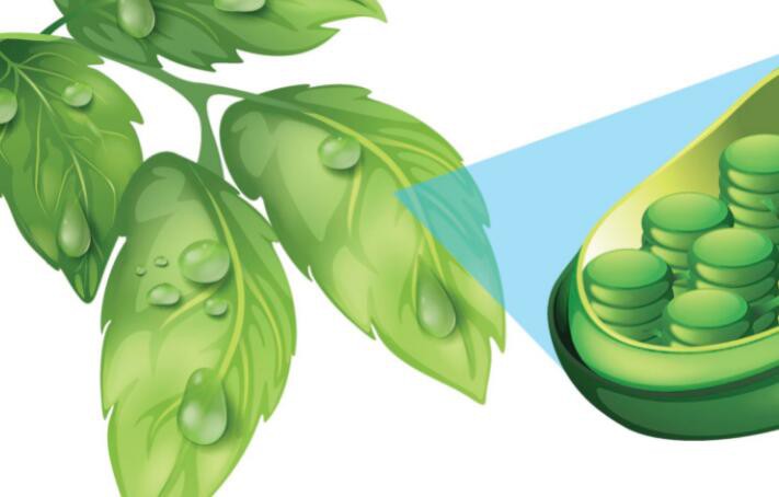 What does chlorophyll do in photosynthesis