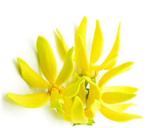ylang ylang flower ylang ylang flower