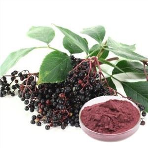 有機ニワトコエ​​キス